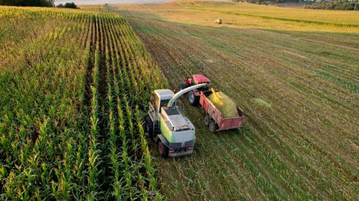 Sklizeň kukuřice