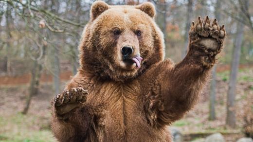 Medvěd kamčatský (Ursus arctos beringianus