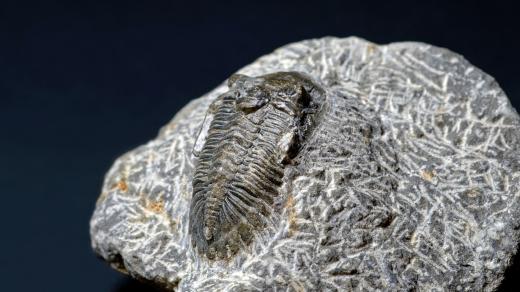 Trilobit