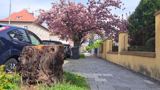 Pařez po pokácené sakuře v Polívkově ulici v Olomouci
