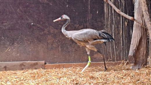 Jeřáb popelavý může díky protéze znovu chodit