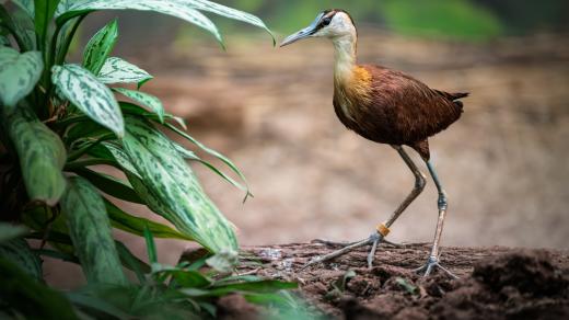 Ostnák africký je vodní pták vázaný na sladkovodní prostředí a vegetaci