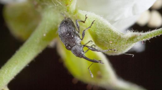 Květopas jahodníkový, Anthonomus rubi