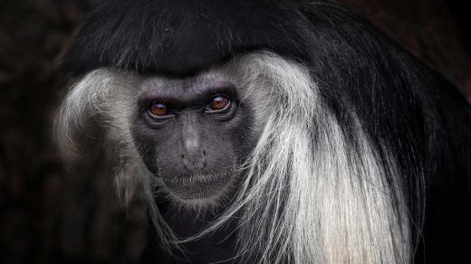 Téhle krásné opičce se říká gueréza