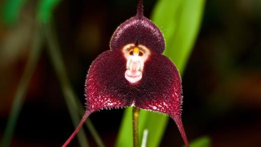 Opičí orchidej dracula simia