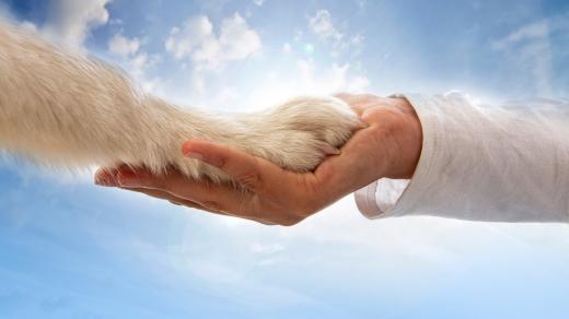 Mají zvířata vědomí?