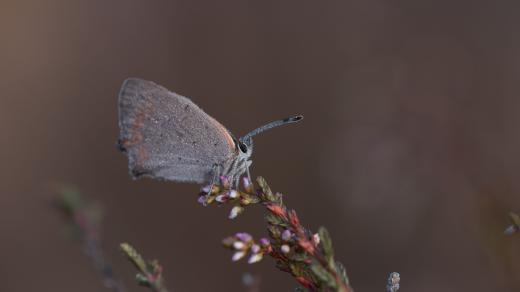Motýl rodu ostruháček (Satyrium)