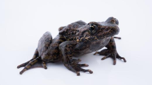 Odorrana andersonii