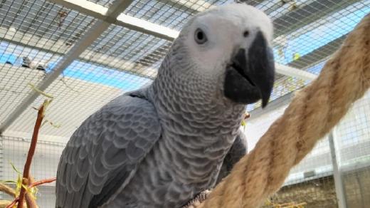 Papoušek šedý – žako, kterého chová Dagmar Vrchotová
