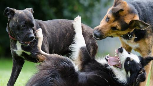 border collie, několik pejsků, psi, hra