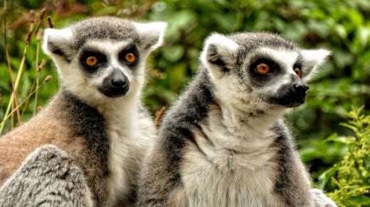 lemur