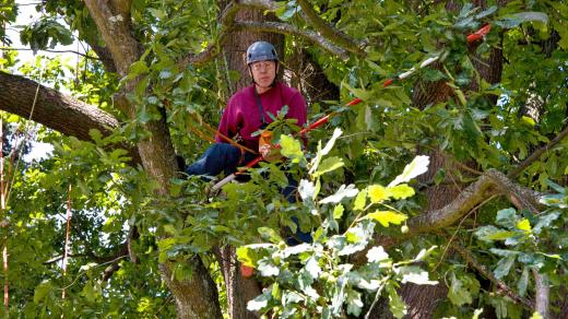 Stromolezec ošetřuje památný strom v Jablonci nad Jizerou