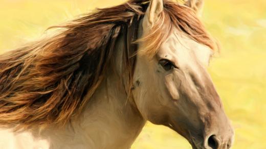 Kůň (ilustrační foto)