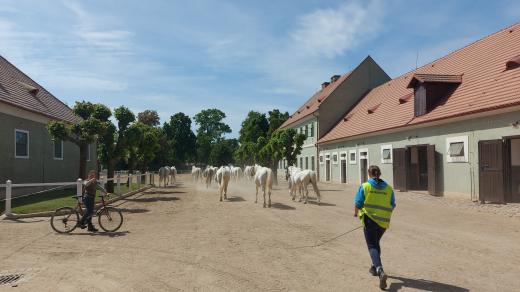 Studentka Střední školy chovu koní a jezdectví vyvádí starokladrubské bělouše na pastvu