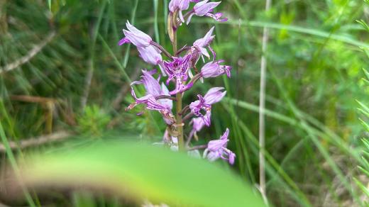 Orchideje, Bílé Karpaty, pětiprstka žežulník
