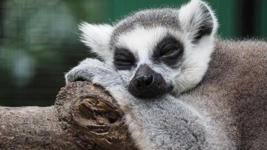 Spící lemur