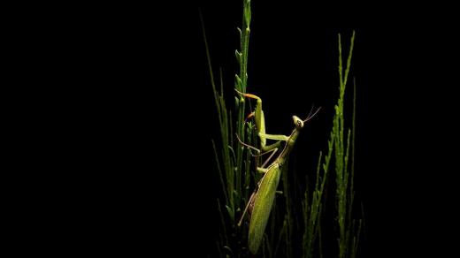 Focení divoké přírody jako dobrodružství! Zdeněk Jakl fotí zvířata, jak je ještě zachycené neviděl