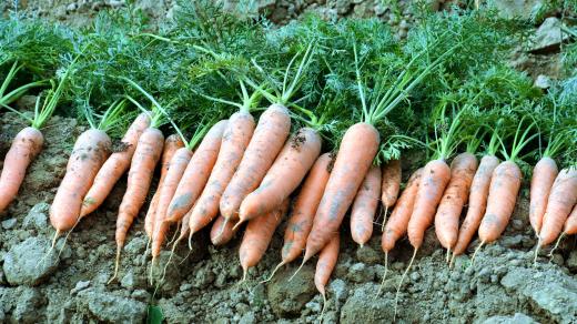 V létě můžete znovu vysít mrkev i petržel