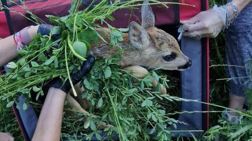 Záchrana srnčat při jarních senosečích, dobrovolníci ze Zachraň srnče Uherské Hradiště a okolí