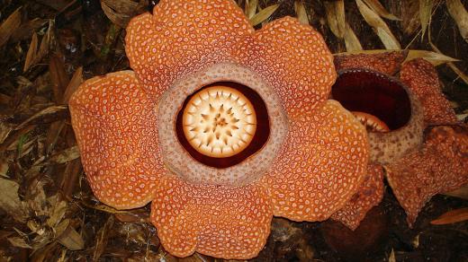 Rafflesia láká mouchy hrozným zápachem
