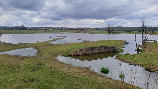 Mokřadní tůně Kozmických ptačích luk. V pozadí vesnice Kozmice