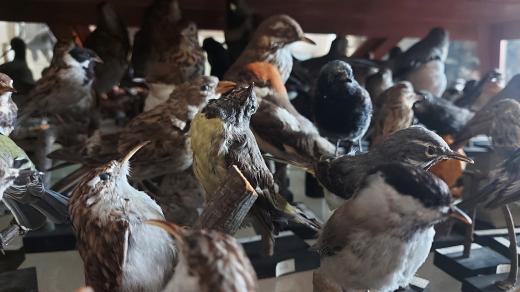 Orlické muzeum v Chocni má velmi rozsáhlou ornitologickou sbírku