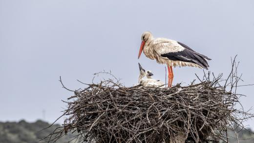 Čapí hnízdo (Ilustrační foto)