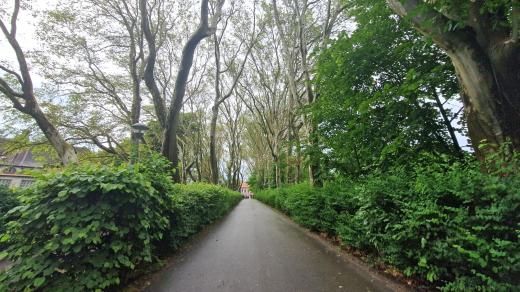 Platanová alej v Protivíně