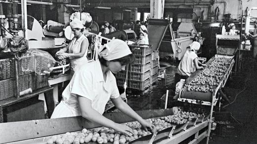 Studenti lékařské fakulty v Plzni vypomáhají v letní sezóně při zpracování zralého ovoce pracovníkům závodu Marila Rokycany, letní brigáda,  1983