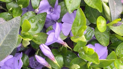 Barvínek neboli brčál