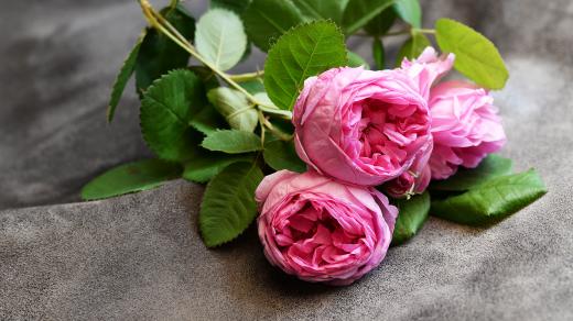 Růže stolistá se po staletí použivala jako léčivá rostlina