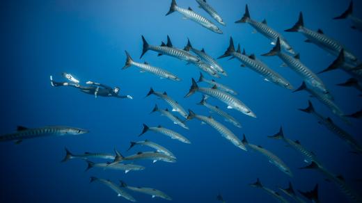Freediver Pavel Tomm: Hloubka mě vždy přitahovala