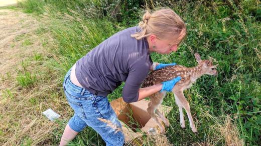 Na nalezená srnčata je důležité nesahat holýma rukama