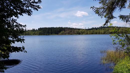 Velký pařezitý rybník, Javořice, Telč