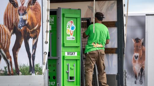 Po mladém hřebci zůstala v autě jenom bedna. Wisky se v ní totiž rozepřel a díky tomu vyrazil horní díl, poté ho museli členové výpravy nahánět po pražském okruhu