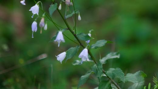 Zvonovec liliolistý