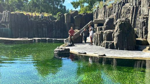 Zoo Praha má nového lachtaního samce