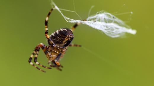 Pavouk a jeho vlákno