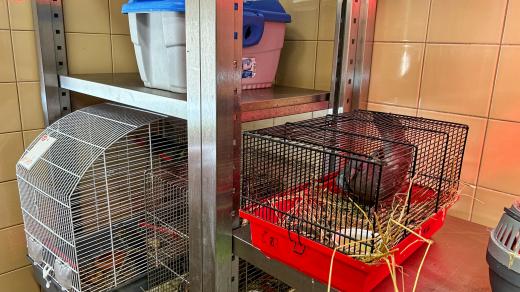 Záchranné stanice pro živočichy v Pavlovicích u Vlašimi - jeden ze zachráněných ptáků