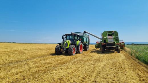 Sklizeň obilí na polích v Loučanech na Olomoucku