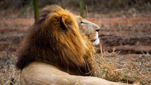 Lev v národním parku Hlane
