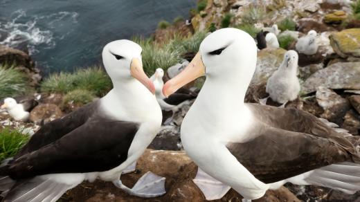 Albatros černobrvý