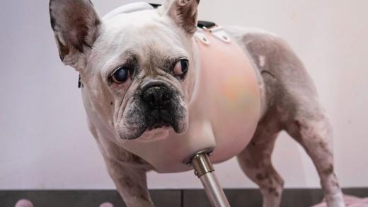 Protetika se stále více aplikují do veterinární medicíny