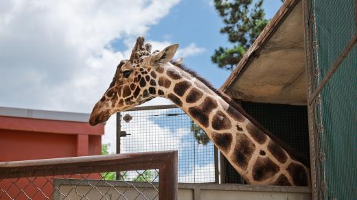 Ke stávajícímu stádu žiraf Safari Parku Dvůr Králové se připojil nový chovný samec