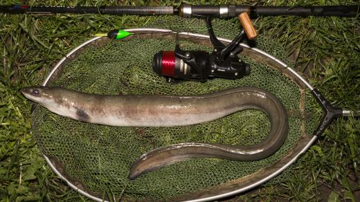 Úhoř říční ulovený takzvaně na plavanou