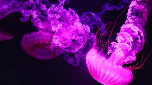 Medúza (ilustrační obrázek)