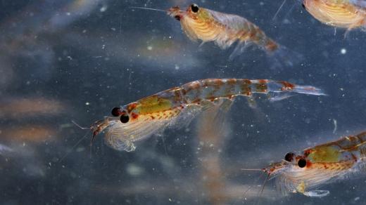 Antarktický krill (Euphausia superba)
