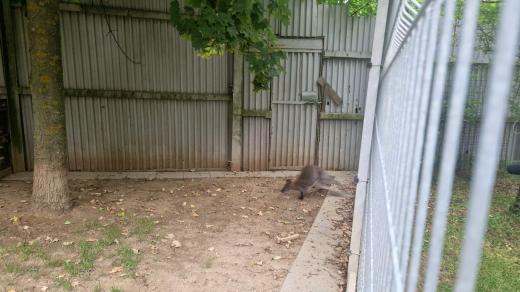 Klokan v útulku u Jihlavy