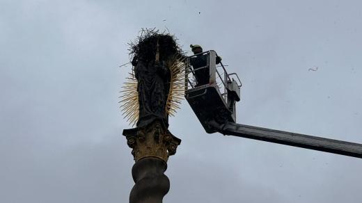 Likvidace čapího hnízda z barokního sloupu na náměstí v Broumově