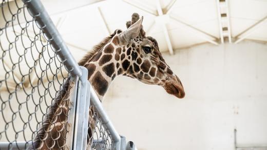 Ke stávajícímu stádu žiraf Safari Parku Dvůr Králové se připojil nový chovný samec